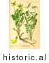 Historical Illustration of Horseshoe Vetch Plant (Hippocrepis Comosa) by Picsburg