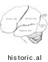 Historical Illustration of the Hemispheres of the Human Brain - Outlined Version by Picsburg