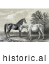 Historical Illustration of Two Beautiful Horses, Black Hawk and Lady Suffolk, Standing Together by Picsburg
