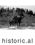 Historical Photo of Apsaroke Indian Pack Horses 1908 - Black and White by JVPD