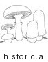 Historical Vector Illustration of 5 Mushrooms with Grass - Outlined Version by JVPD