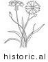 Historical Vector Illustration of a Bachelors Buttons Plant Flowering - Outlined Version by Picsburg