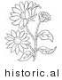 Historical Vector Illustration of a Black Eyed Susan Flowers - Outlined Version by Picsburg