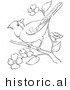 Historical Vector Illustration of a Cardinal on a Tree Branch with Blossoms - Outlined Version by JVPD