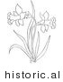 Historical Vector Illustration of a Dandelion Plant Flowering - Outlined Version by JVPD