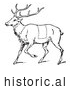 Historical Vector Illustration of a Deer Featuring Outlined Butcher Sections of Venison Cuts - Black and White by JVPD