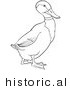 Historical Vector Illustration of a Drake Mallard Duck Walking Forward - Outlined Version by Picsburg