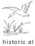 Historical Vector Illustration of a Duck Flying over a Pond with Cattails - Outlined Version by Picsburg