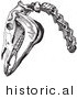 Historical Vector Illustration of a Engraved Horse Head and Neck Bones - Black and White Version by JVPD