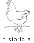 Historical Vector Illustration of a Hen Standing on Grass - Outlined Version by Picsburg