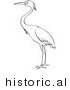 Historical Vector Illustration of a Heron Bird Standing and Staring - Outlined Version by Picsburg