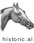 Historical Vector Illustration of a Horse Engraving Featuring the Head and Neck Muscles - Black and White Version by JVPD