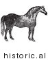 Historical Vector Illustration of a Horse's Right Side - Black and White Version by JVPD