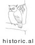 Historical Vector Illustration of a Owl Staring While in a Tree - Outlined Version by JVPD