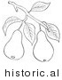 Historical Vector Illustration of a Pear Tree Branch with 2 Fruits - Outlined Version by JVPD