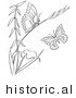 Historical Vector Illustration of a Plant with 2 Butterflies - Outlined Version by Picsburg