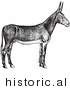 Historical Vector Illustration of a Poitou Donkey - Black and White Version by Picsburg