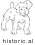 Historical Vector Illustration of a Puppy Standing and Staring - Outlined Version by Picsburg