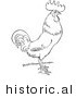 Historical Vector Illustration of a Rooster Standing and Staring - Outlined Version by JVPD