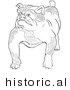 Historical Vector Illustration of a Strong Bulldog Standing and Staring - Outlined Version by JVPD