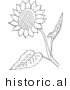 Historical Vector Illustration of a Sunflower with Seeds and Leaves - Outlined Version by Picsburg