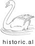 Historical Vector Illustration of a Swimming Swan in a Pond - Outlined Version by Picsburg