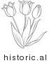 Historical Vector Illustration of a Tulip Plant Flowering - Outlined Version by JVPD