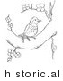 Historical Vector Illustration of a Wood Thrush Bird in a Tree with Blossoms - Outlined Version by Picsburg