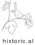 Historical Vector Illustration of a Wren on a Tree Branch with Leaves - Outlined Version by Picsburg