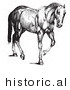 Historical Vector Illustration of an Engraved Horse Anatomy Featuring Muscular Layers - Black and White Version by JVPD
