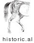 Historical Vector Illustration of an Engraved Horse Anatomy Featuring the Hind Quarter Muscular Layers - Black and White Version by Picsburg