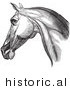 Historical Vector Illustration of an Engraved Horse Head and Neck Muscles from the Side - Black and White Version by JVPD