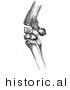 Historical Vector Illustration of Flexed Horse Knee Bones - Black and White Version by JVPD