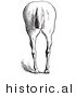 Historical Vector Illustration of Horse Anatomy Featuring Bad Hind Quarters 8 - Black and White Version by Picsburg
