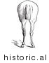 Historical Vector Illustration of Horse Anatomy Featuring Bad Hind Quarters 9 - Black and White Version by Picsburg