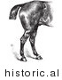 Historical Vector Illustration of Horse Anatomy Featuring Good Hind Quarters - Black and White Version by Picsburg