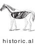 Historical Vector Illustration of Horse Anatomy Featuring the Digestive System - Black and White Version by JVPD