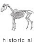 Historical Vector Illustration of Horse Anatomy Featuring the Skeleton from Side Without Flesh - Black and White Version by JVPD