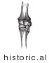 Historical Vector Illustration of Horse Knee Bones - Black and White Version by JVPD