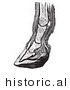Historical Vector Illustration of the Vertical Section of a Horse's Lower Leg and Foot Hoof - Black and White Version by JVPD