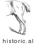 Historical Vector of a Horse's Anatomy with Bad Hind Quarters - Black and White Version by Picsburg