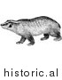 Illustration of a Badger Staring - Black and White by Picsburg