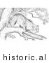 Illustration of a Bobcat Stalking from a Tree Branch - Black and White by Picsburg