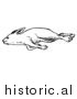 Illustration of a Dead Rabbit Laying on Its Right Side - Black and White by Picsburg
