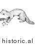 Illustration of a Marten - Black and White by Picsburg