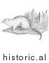 Illustration of a Muskrat on a Shore - Black and White by Picsburg