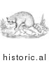 Illustration of a Raccoon Beside Water - Black and White by Picsburg