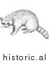 Illustration of a Raccoon - Black and White by Picsburg