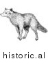 Illustration of a Sniffing Wolf - Black and White by Picsburg