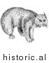 Illustration of a Still Bobcat Staring - Black and White by Picsburg